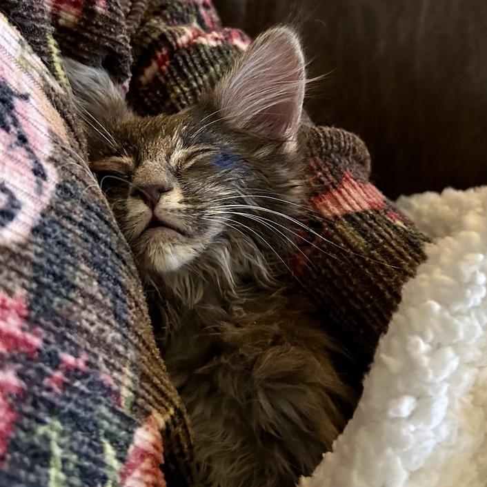 Enlarge Noelle, a Adoptable Maine Coon in Moses Lake, WA image 2/3