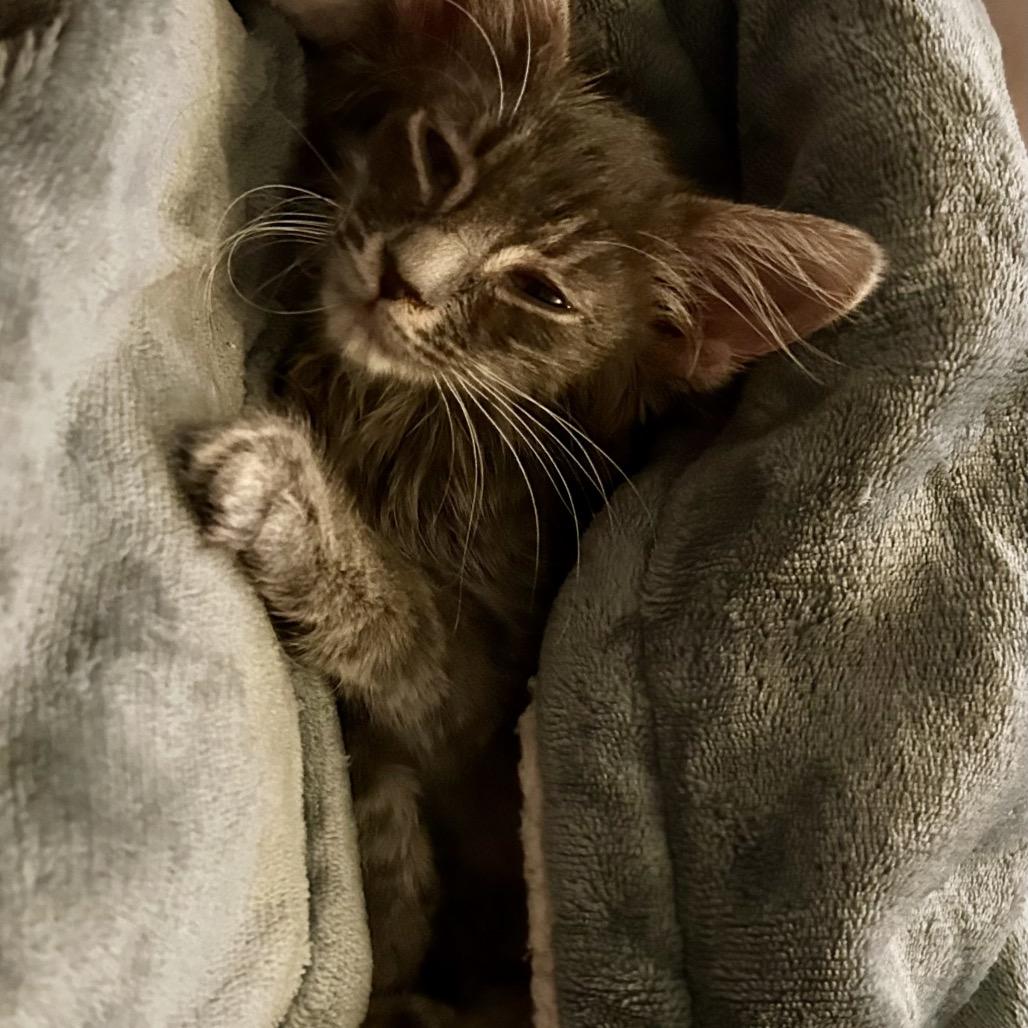 Enlarge Noelle, a Adoptable Maine Coon in Moses Lake, WA image 3/3