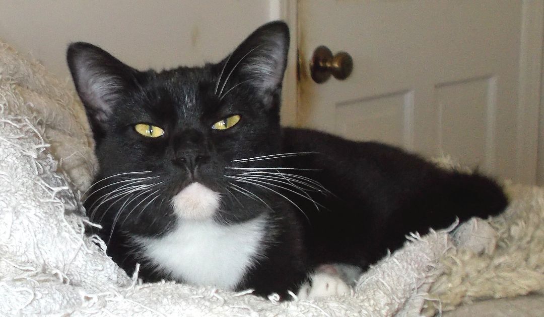 Gabbie, Adoptable, Adult Female Domestic Short Hair.