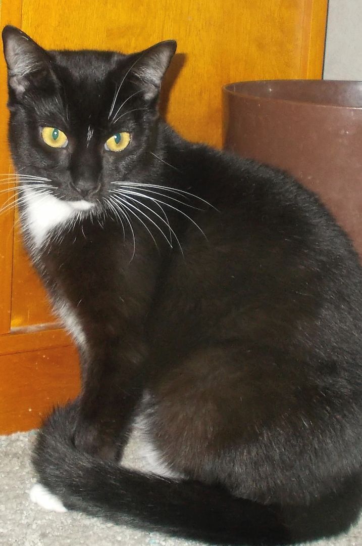 Gabbie, a Adoptable Domestic Short Hair in Chattanooga, TN image 2/8