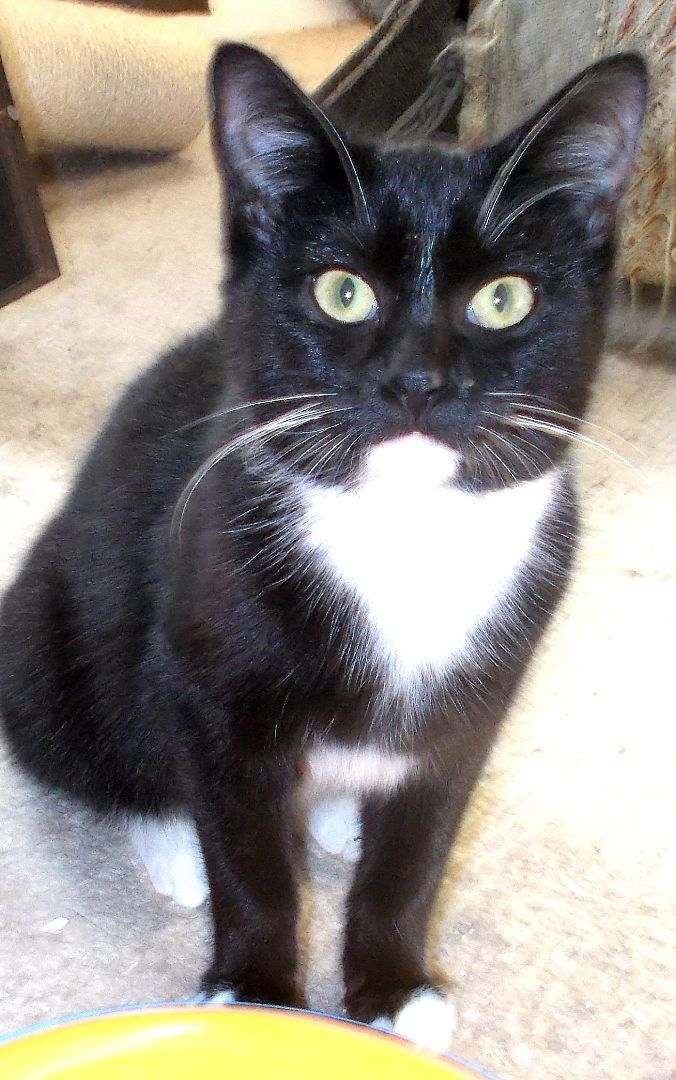 Gabbie, a Adoptable Domestic Short Hair in Chattanooga, TN image 3/8