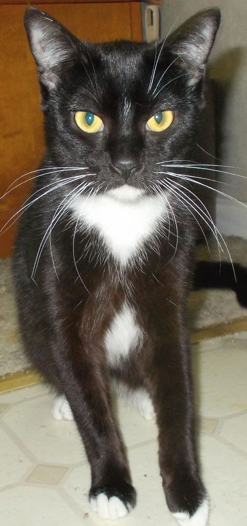 Gabbie, a Adoptable Domestic Short Hair in Chattanooga, TN image 4/8