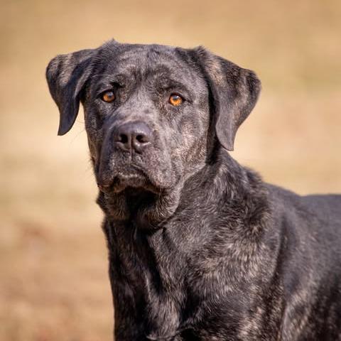 Jenny, a Adoptable mixed breed in Henderson, KY image 2/3