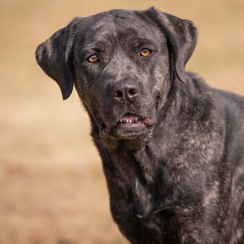 Jenny, a Adoptable mixed breed in Henderson, KY image 3/3
