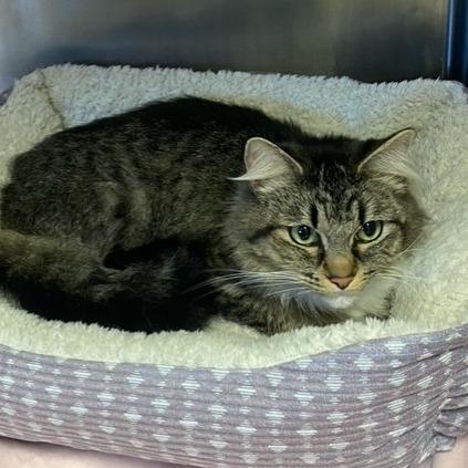 Enlarge Sophia, a Adoptable Domestic Long Hair in Chehalis, WA image 1/1