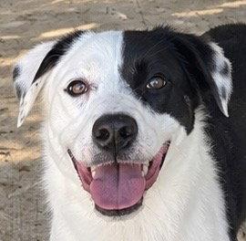 Enlarge Tilly, a Adoptable Hound in Carrollton, GA image 1/2
