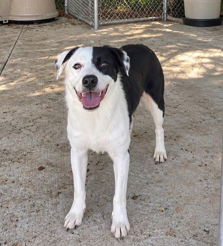 Enlarge Tilly, a Adoptable Hound in Carrollton, GA image 2/2