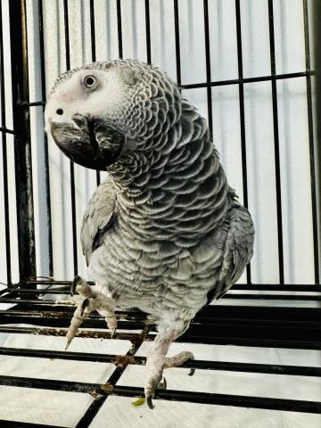 LAYLA, Adoptable, Senior Female Parrot (Other).