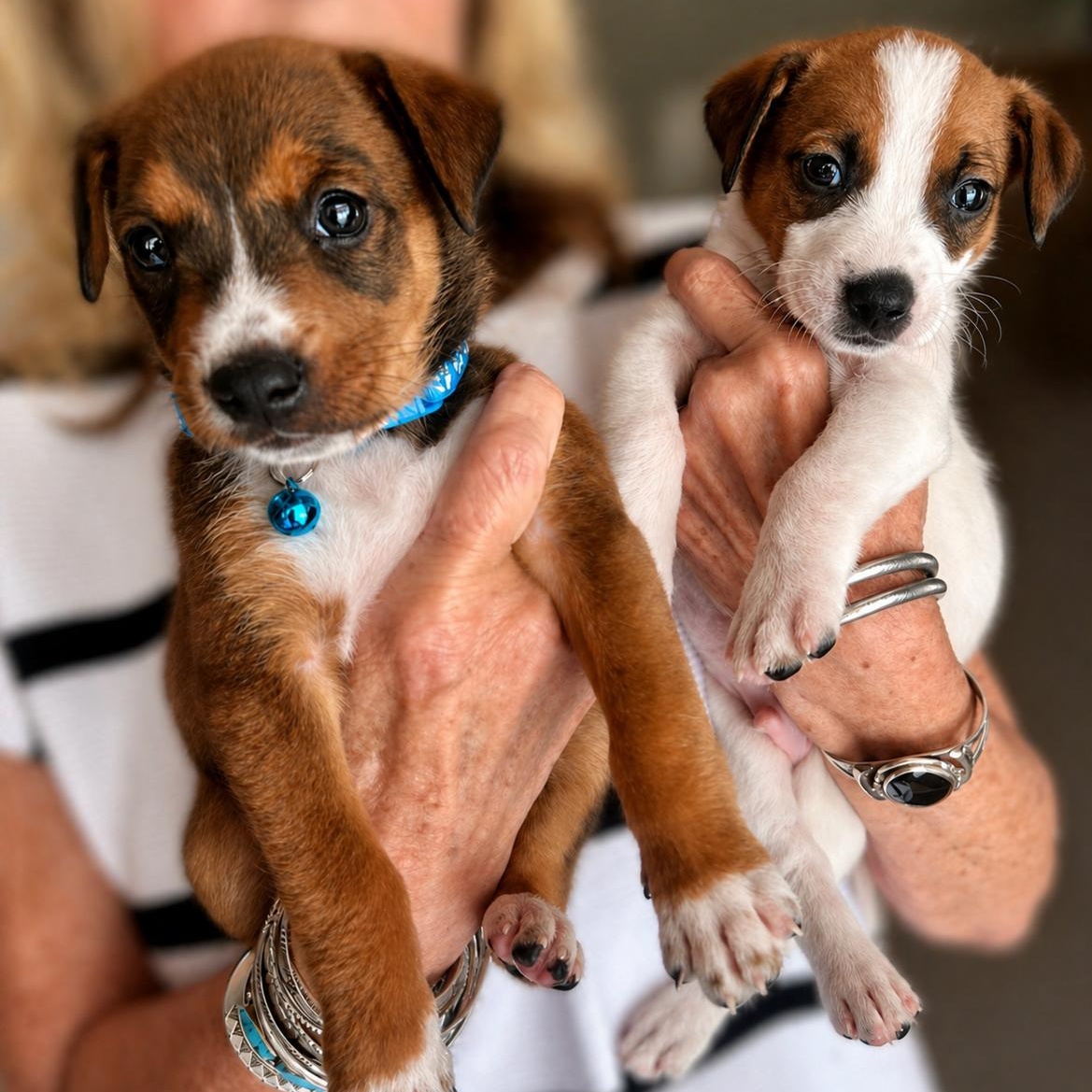 Enlarge Ace or Andy, a Adoptable mixed breed in Humble, TX image 3/6