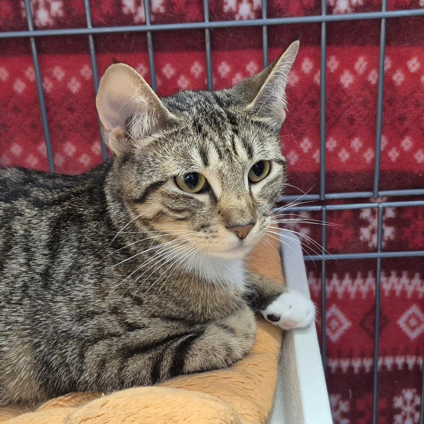 Enlarge Bootsie, an adopted Tabby in Hillsborough, NJ image 1/3