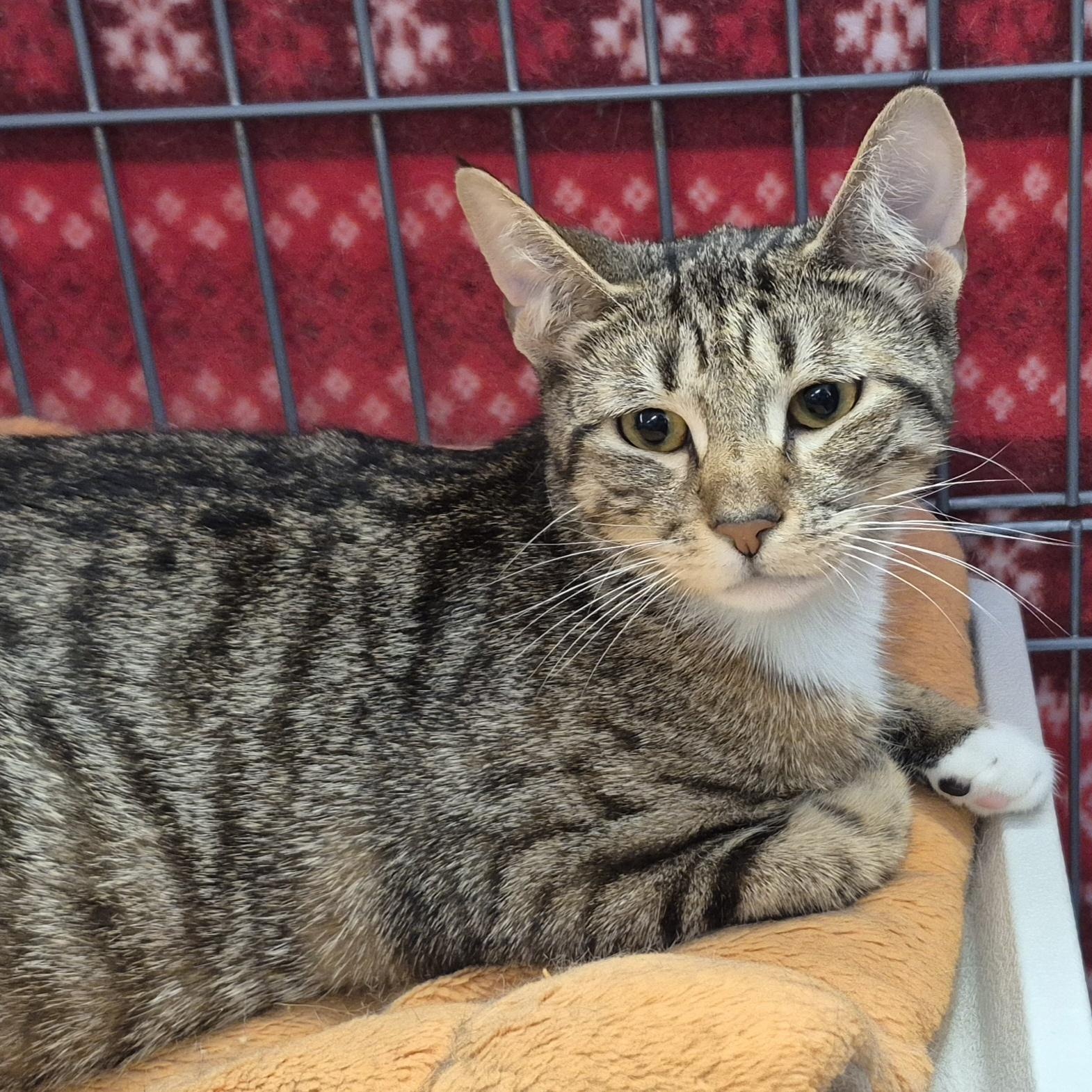 Enlarge Bootsie, an adopted Tabby in Hillsborough, NJ image 2/3