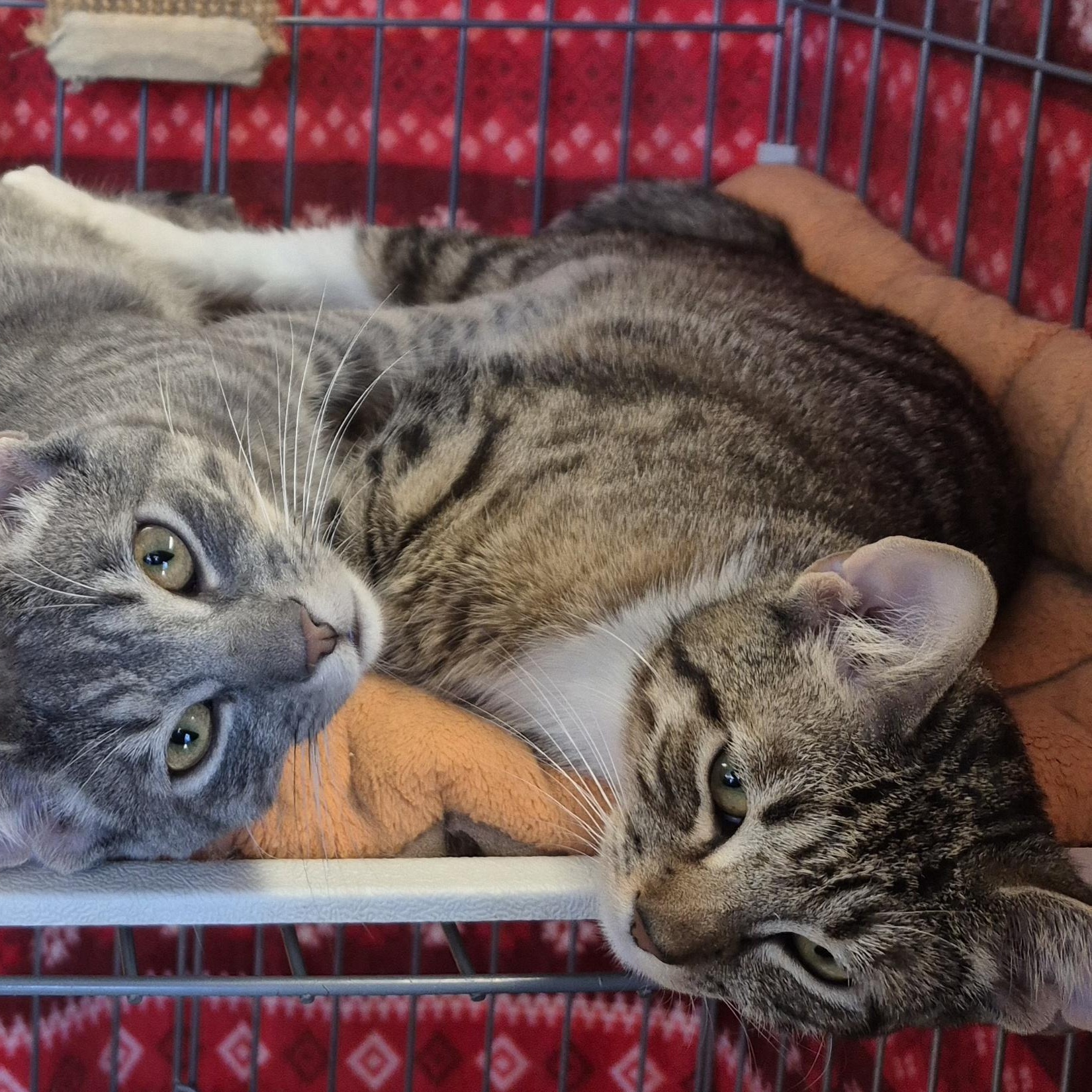 Bootsie, ADOPTABLE, Kitten Female Tabby.