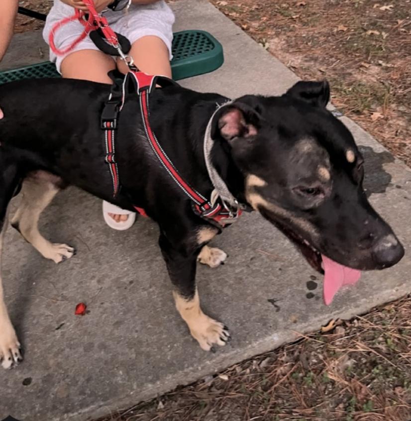 Coby, a ADOPTABLE mixed breed in Boston, MA image 4/4