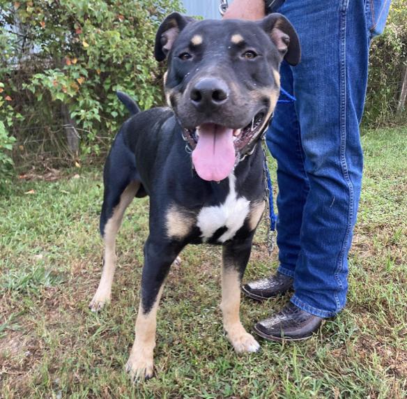 Coby, a ADOPTABLE mixed breed in Boston, MA image 1/4