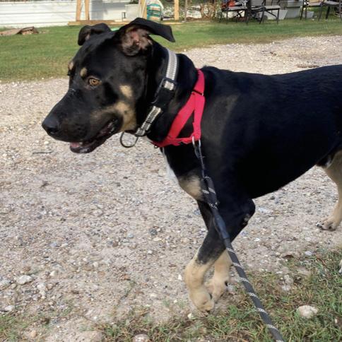 Coby, a ADOPTABLE mixed breed in Boston, MA image 2/4