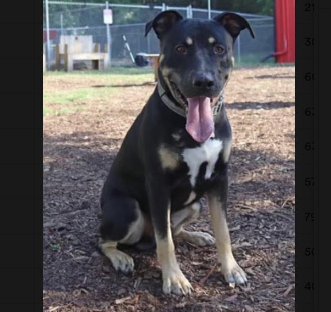 Coby, a ADOPTABLE mixed breed in Boston, MA image 3/4