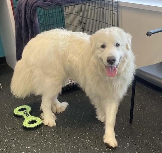Enlarge Flocon, a Adoptable Great Pyrenees in Acton, ON image 2/6