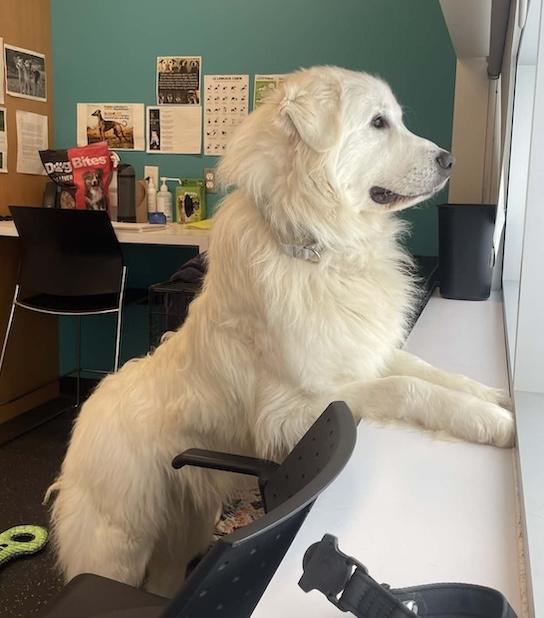 Enlarge Flocon, a Adoptable Great Pyrenees in Acton, ON image 4/6