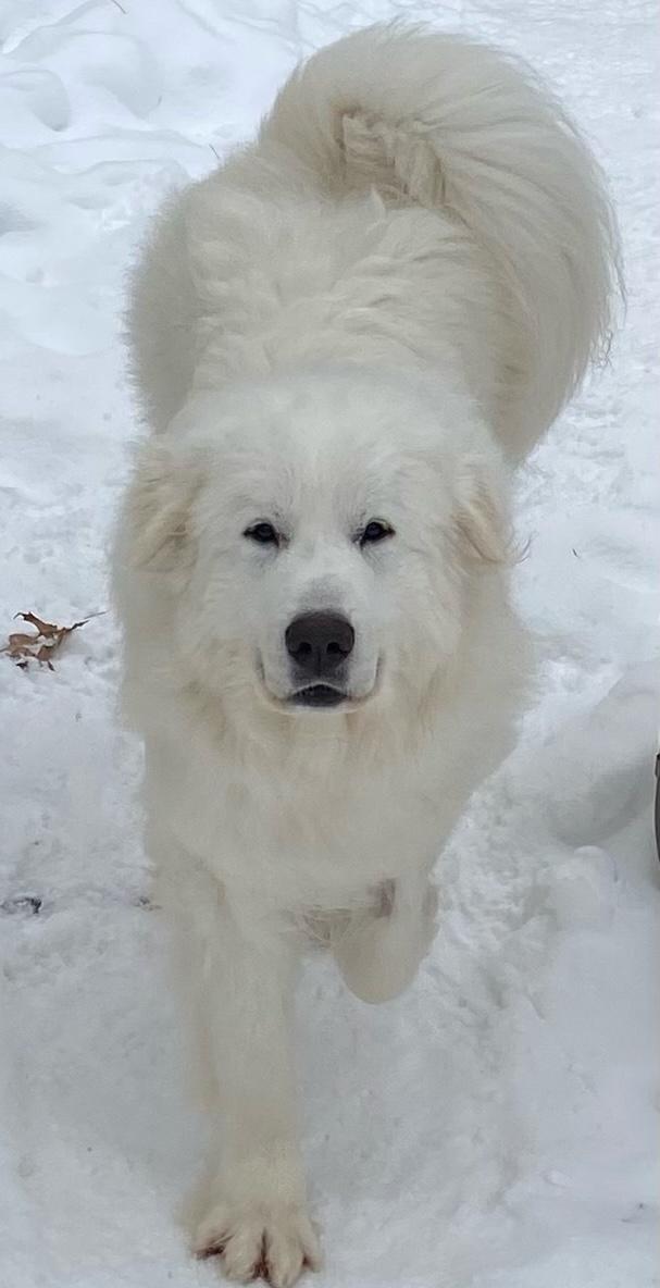 Enlarge Flocon, a Adoptable Great Pyrenees in Acton, ON image 1/6