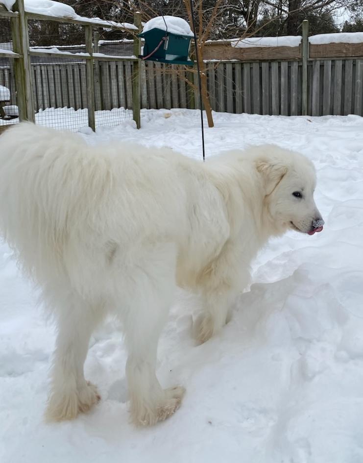 Enlarge Flocon, a Adoptable Great Pyrenees in Acton, ON image 6/6