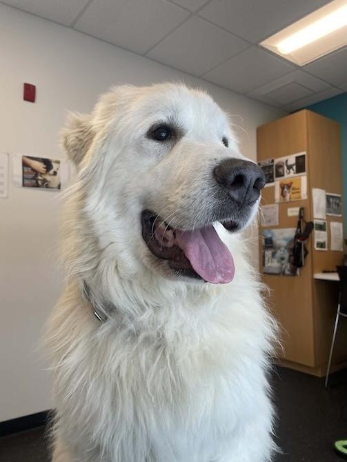 Enlarge Flocon, a Adoptable Great Pyrenees in Acton, ON image 5/6