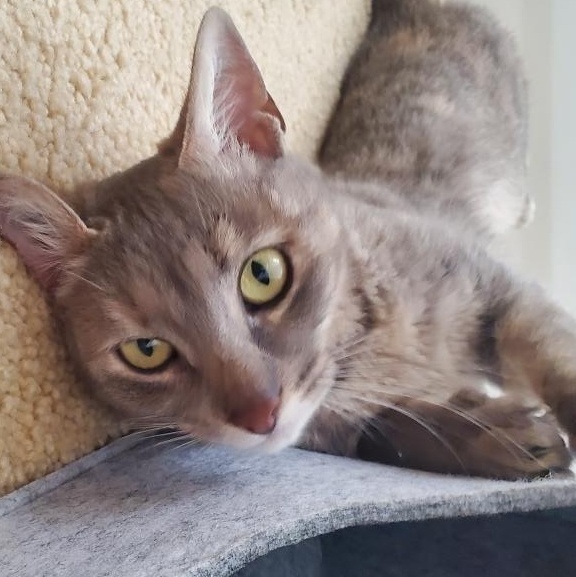 Reyna, a Adoptable Domestic Short Hair in Santa Ana, CA image 2/6