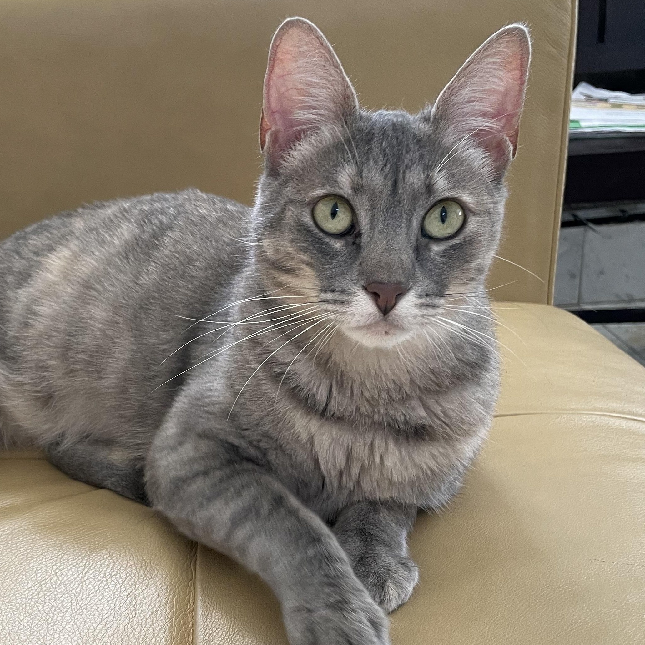 Reyna, Adoptable, Adult Female Domestic Short Hair.