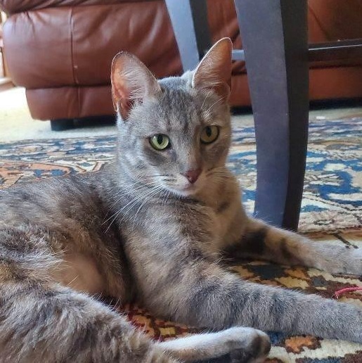 Reyna, a Adoptable Domestic Short Hair in Santa Ana, CA image 4/6