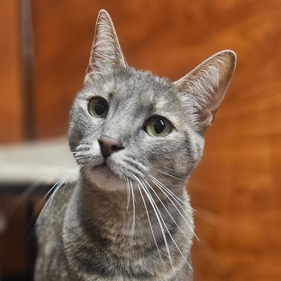 Enlarge Reyna, a Adoptable Domestic Short Hair in Santa Ana, CA image 1/6