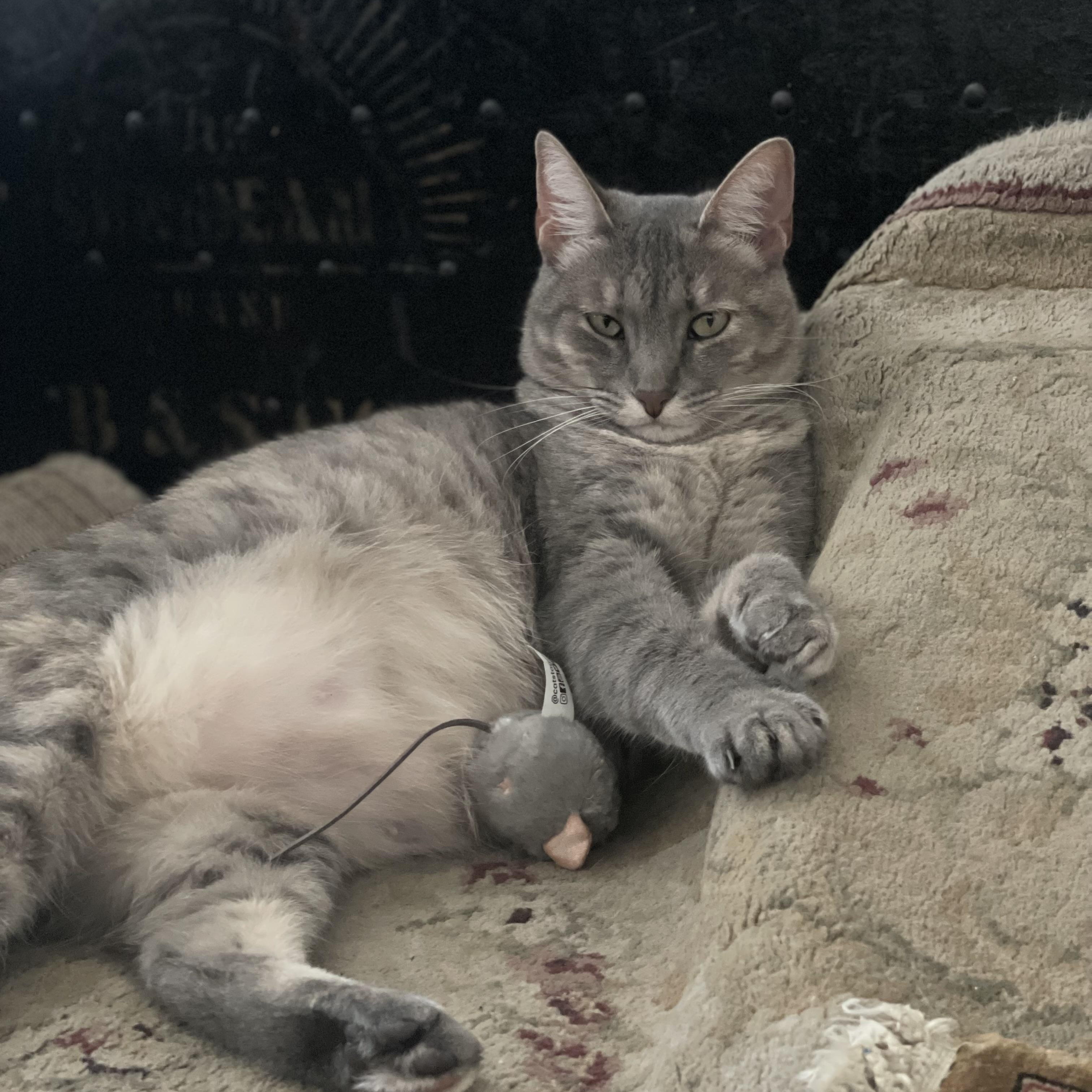 Enlarge Reyna, a Adoptable Domestic Short Hair in Santa Ana, CA image 6/6