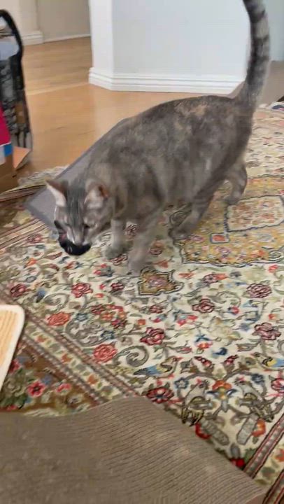 Enlarge Reyna, a Adoptable Domestic Short Hair in Santa Ana, CA video 5/6