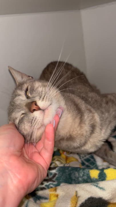 Enlarge Reyna, a Adoptable Domestic Short Hair in Santa Ana, CA video 5/6