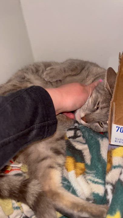 Enlarge Reyna, a Adoptable Domestic Short Hair in Santa Ana, CA video 3/6