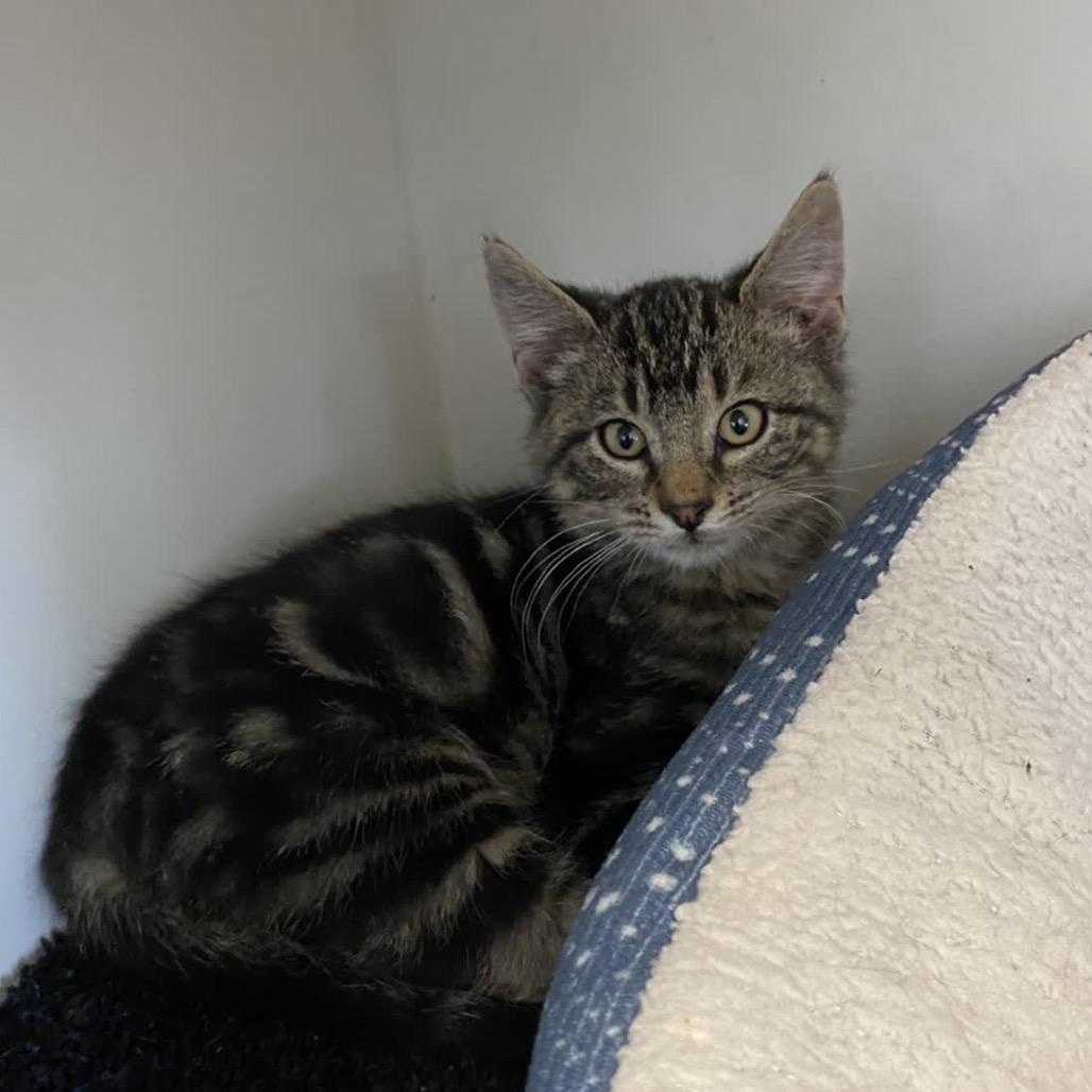 Enlarge Luka, a Adoptable Domestic Short Hair in Norfolk, NE image 1/1