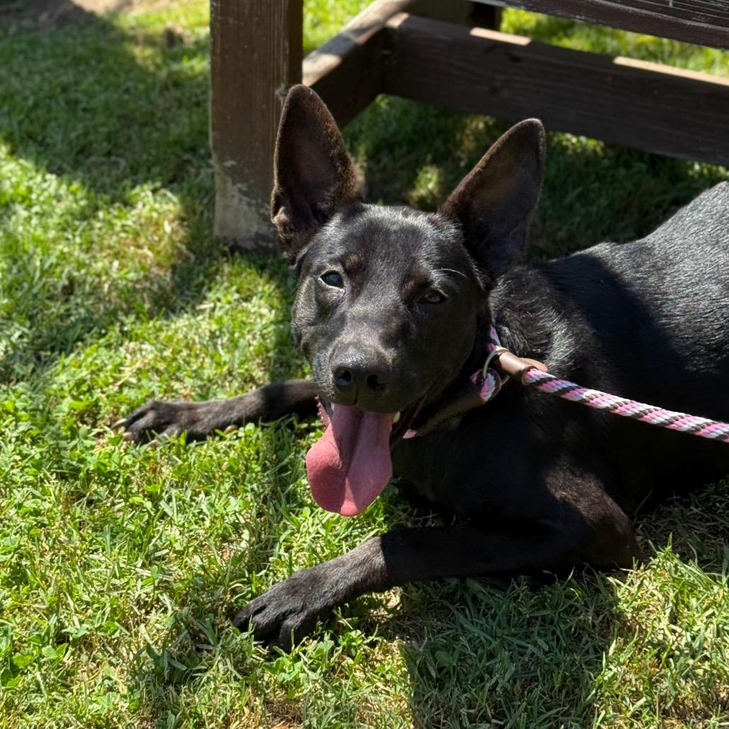 Enlarge Maisey, a Adoptable mixed breed in Hawthorne, CA image 1/5