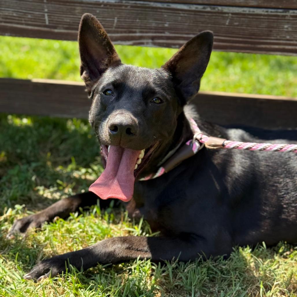 Maisey, Adoptable, Young Female German Shepherd Dog & Mixed Breed.