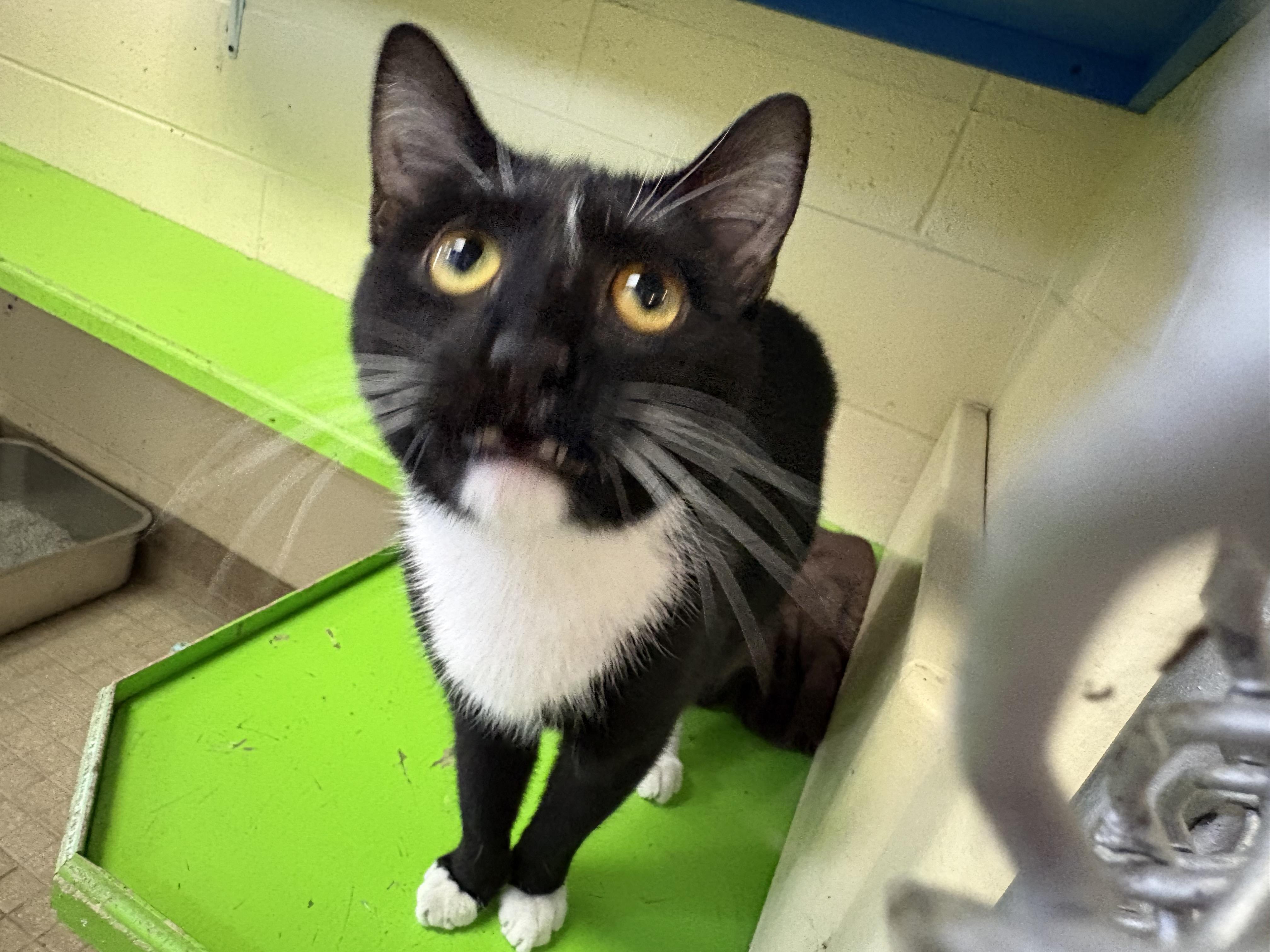 Enlarge Frankie, a Adoptable Domestic Short Hair in Wantagh, NY image 1/5