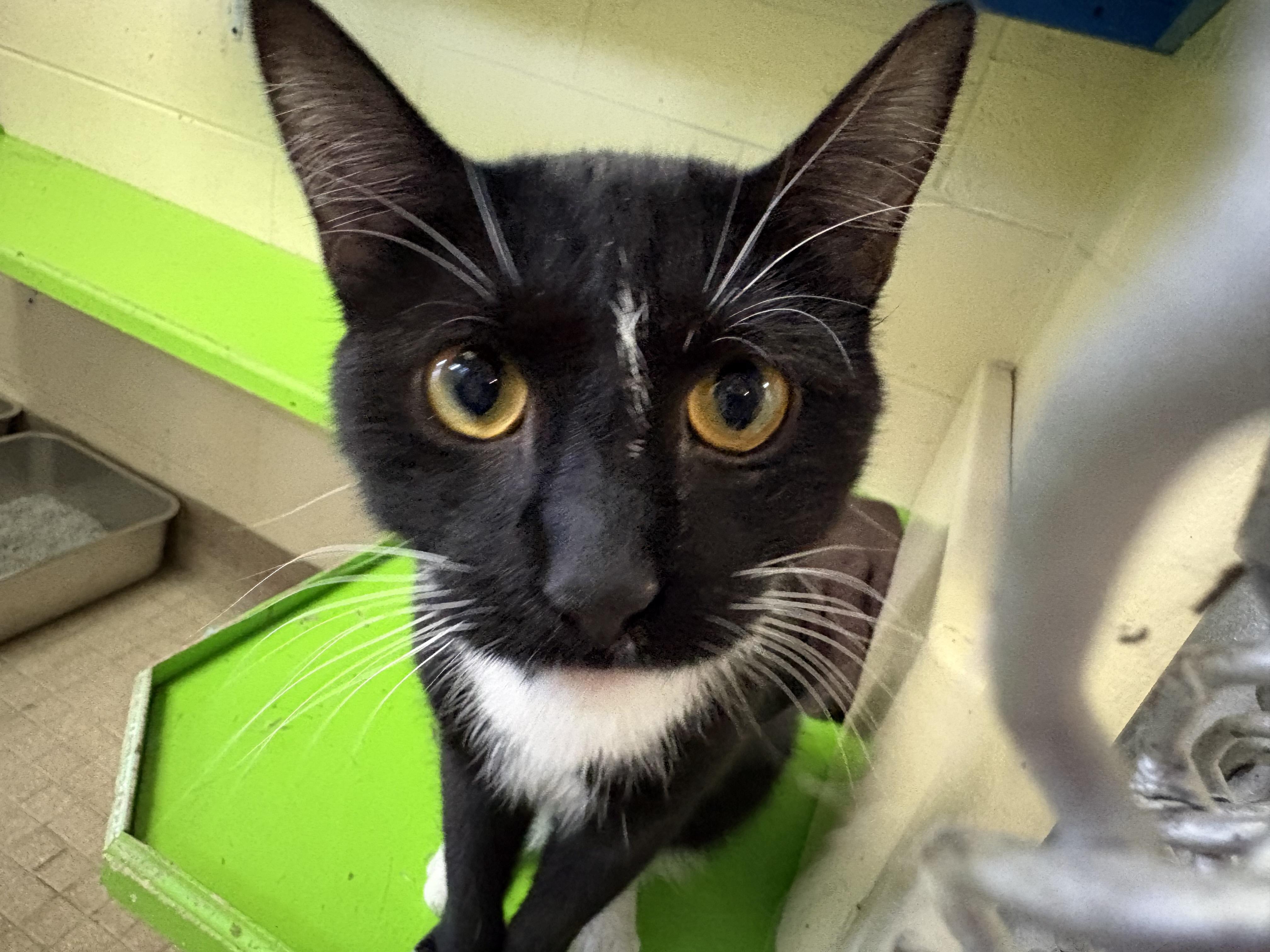 Enlarge Frankie, a Adoptable Domestic Short Hair in Wantagh, NY image 4/5