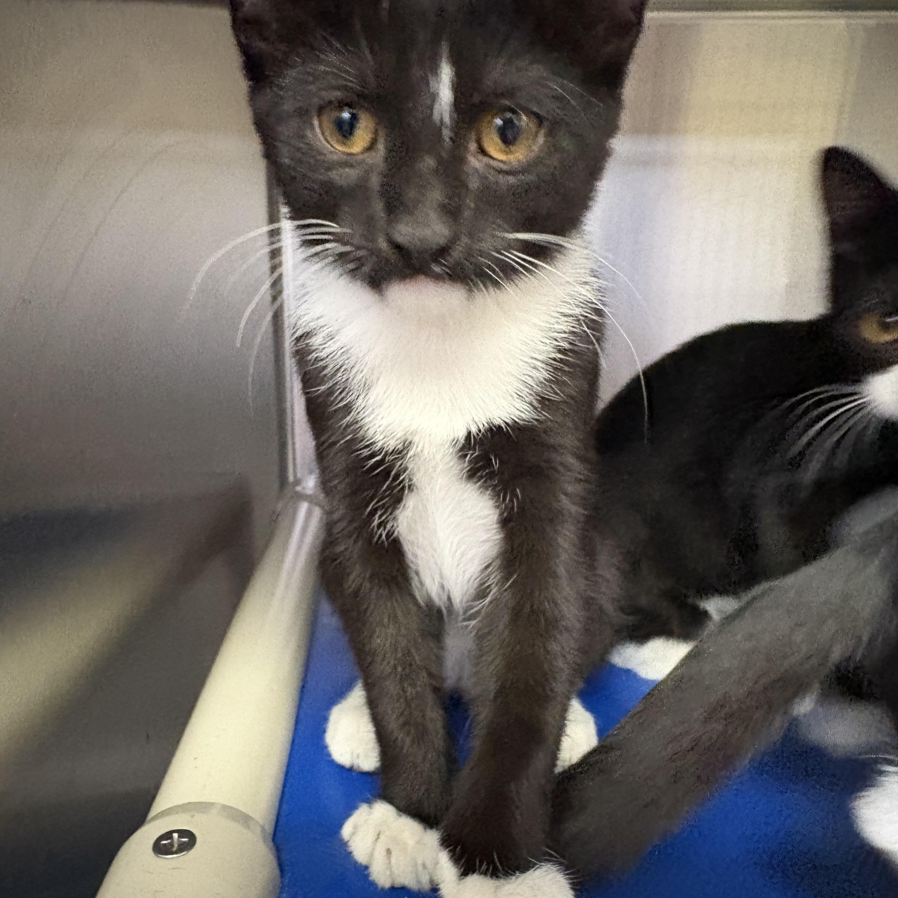 Enlarge Frankie, a Adoptable Domestic Short Hair in Wantagh, NY image 2/3