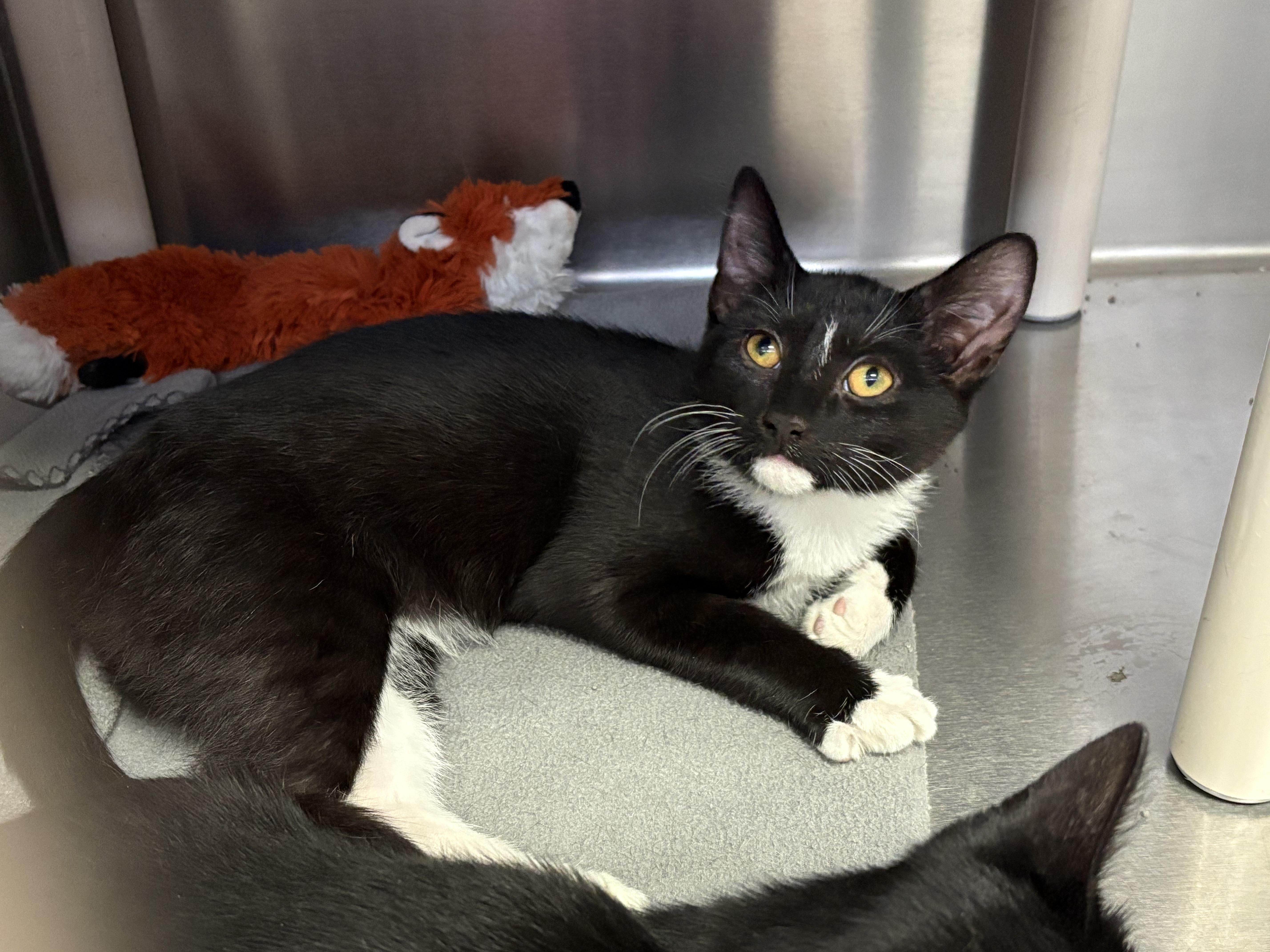 Frankie, Adoptable, Kitten Male Domestic Short Hair.