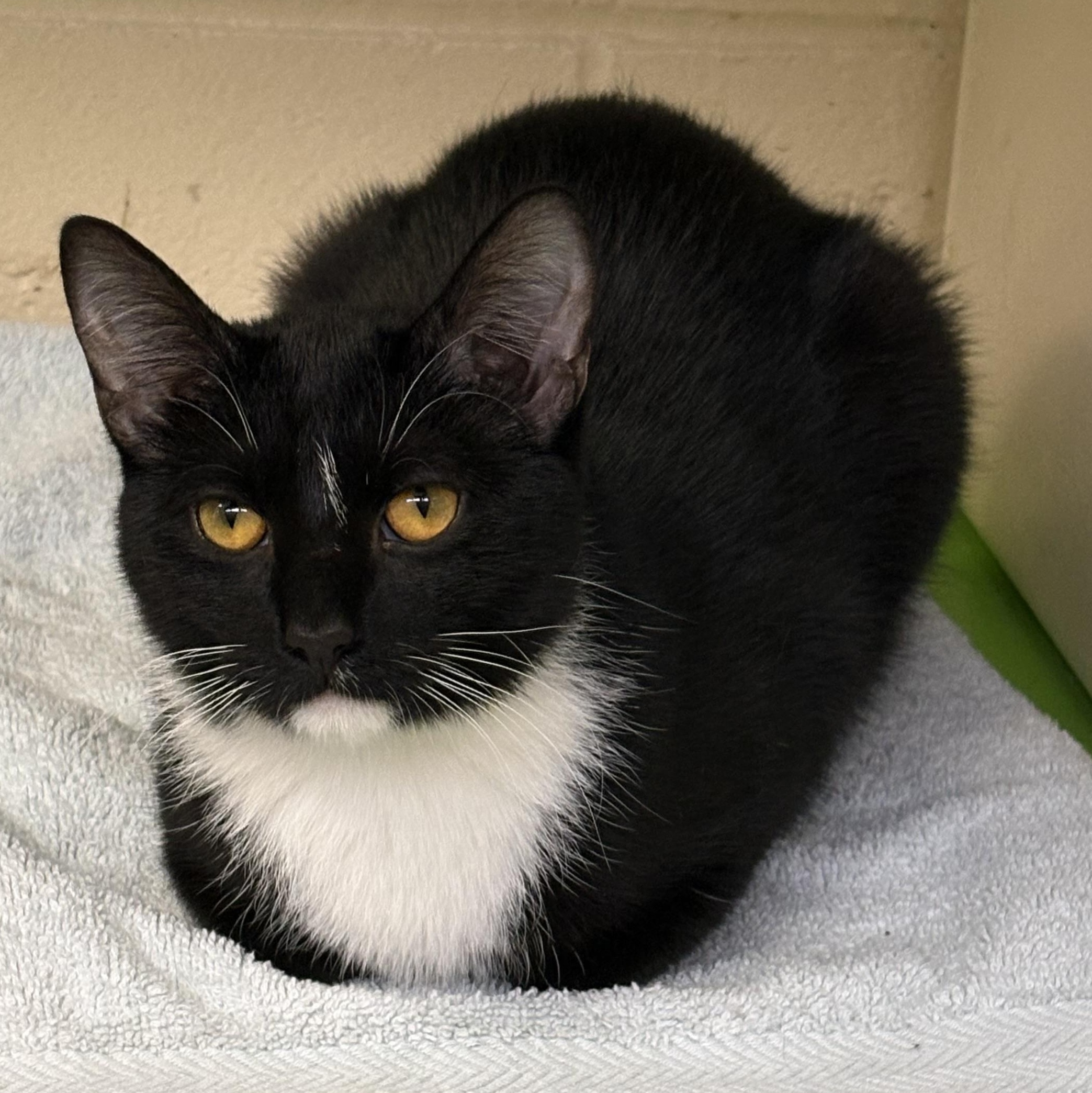 Enlarge Frankie, a Adoptable Domestic Short Hair in Wantagh, NY image 1/4