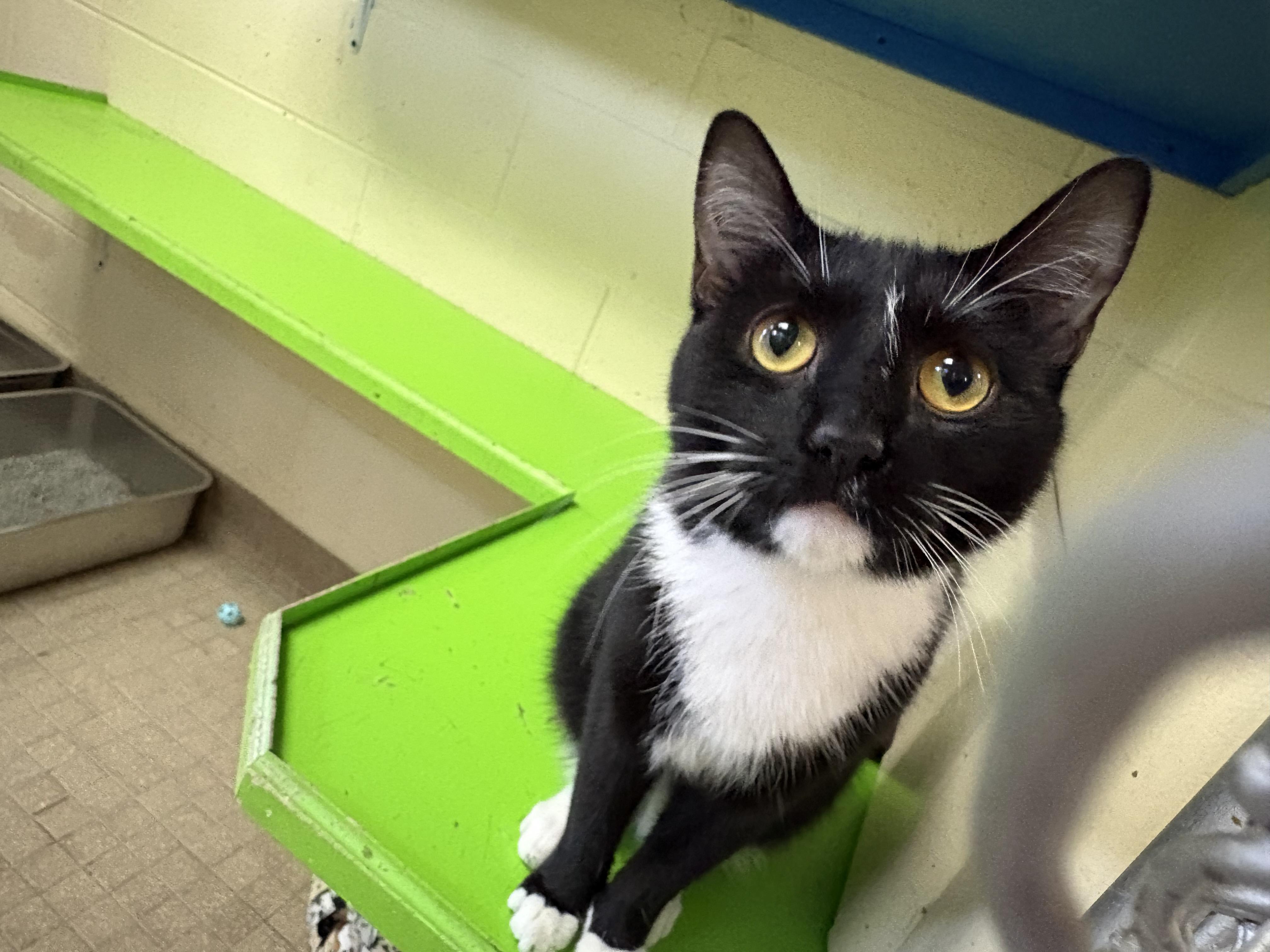 Enlarge Frankie, a Adoptable Domestic Short Hair in Wantagh, NY image 5/5
