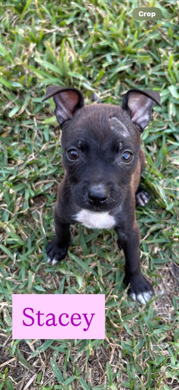 Stacey, Adopted, Puppy Female Chihuahua.