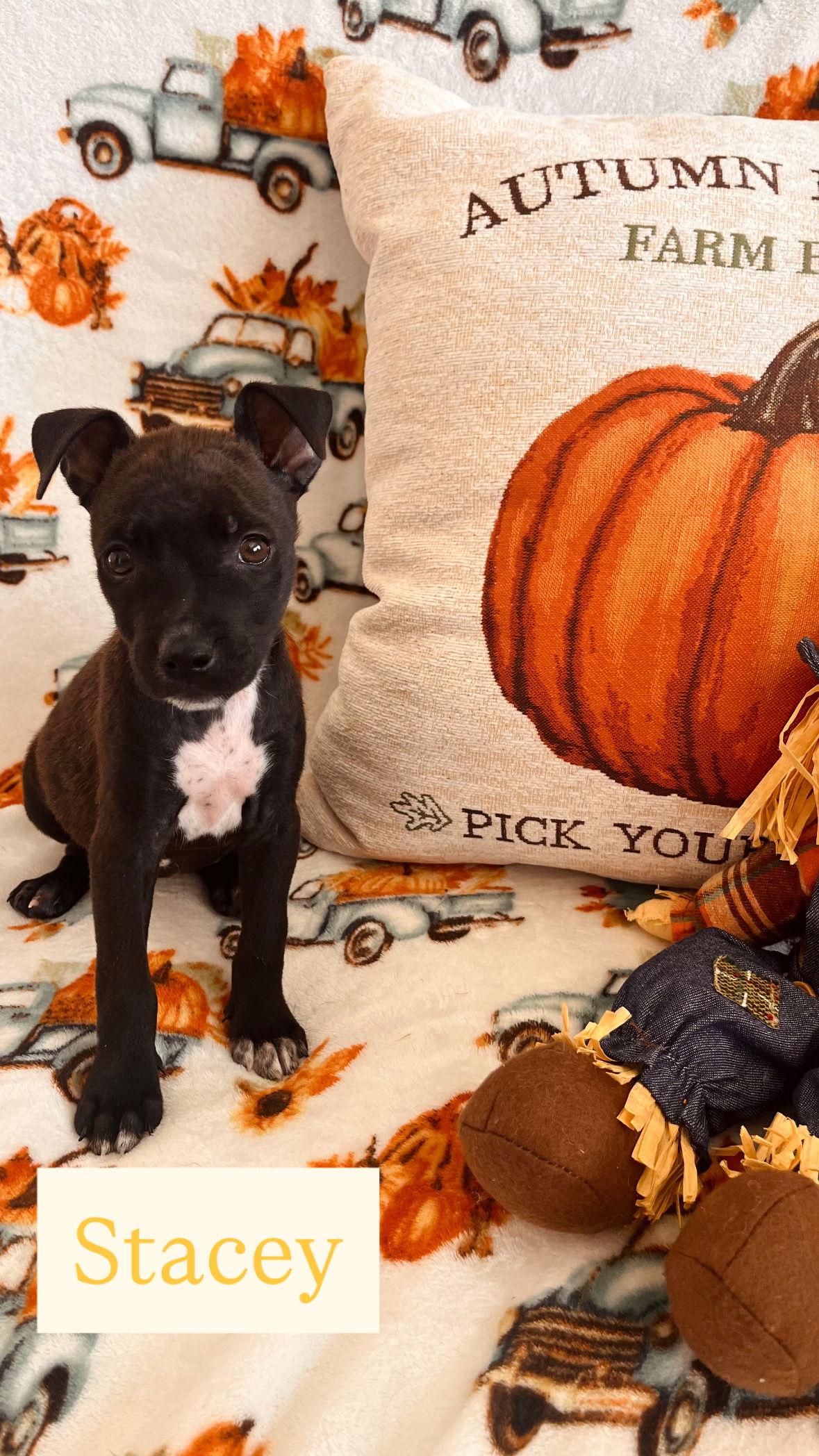 Stacey, a Adopted Chihuahua in Evergreen, CO image 3/3