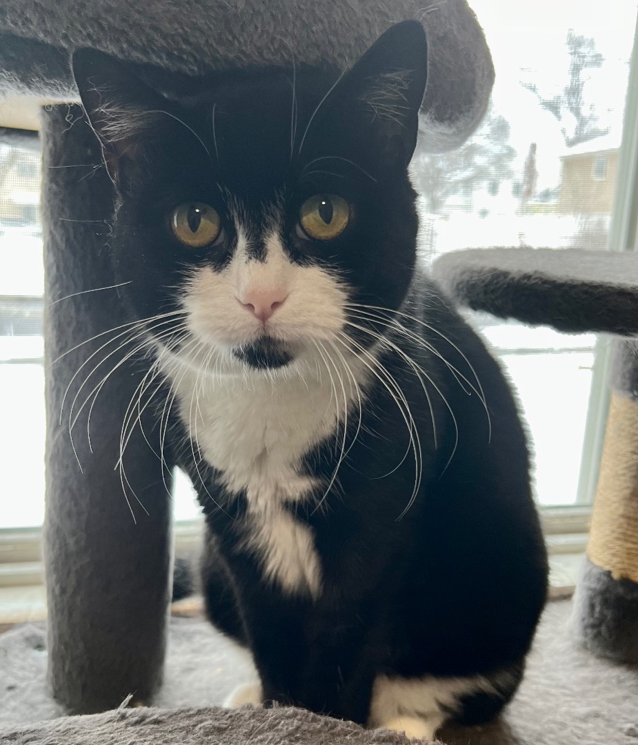 Zsa Zsa 3
