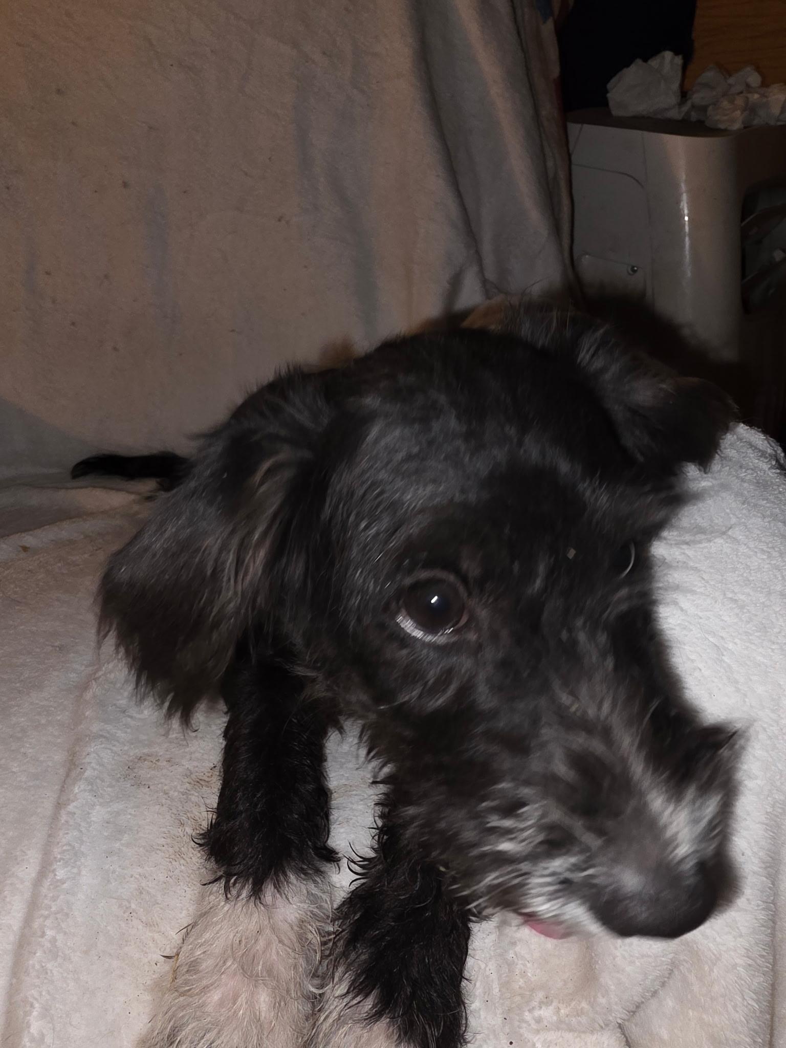 Enlarge Rocket, a Adoptable mixed breed in Carnegie, OK image 2/2