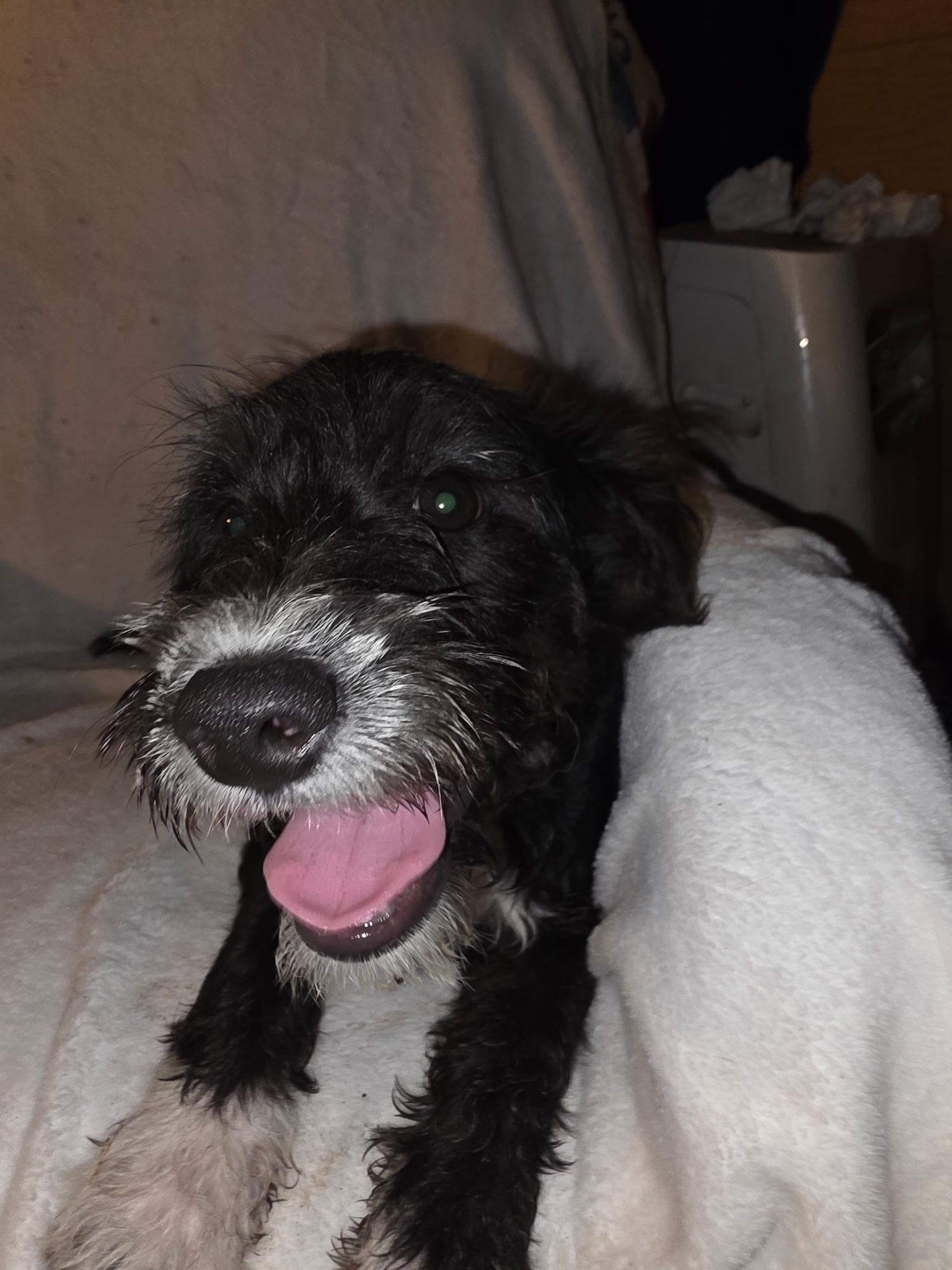 Rocket, Adoptable, Puppy Male Schnoodle.