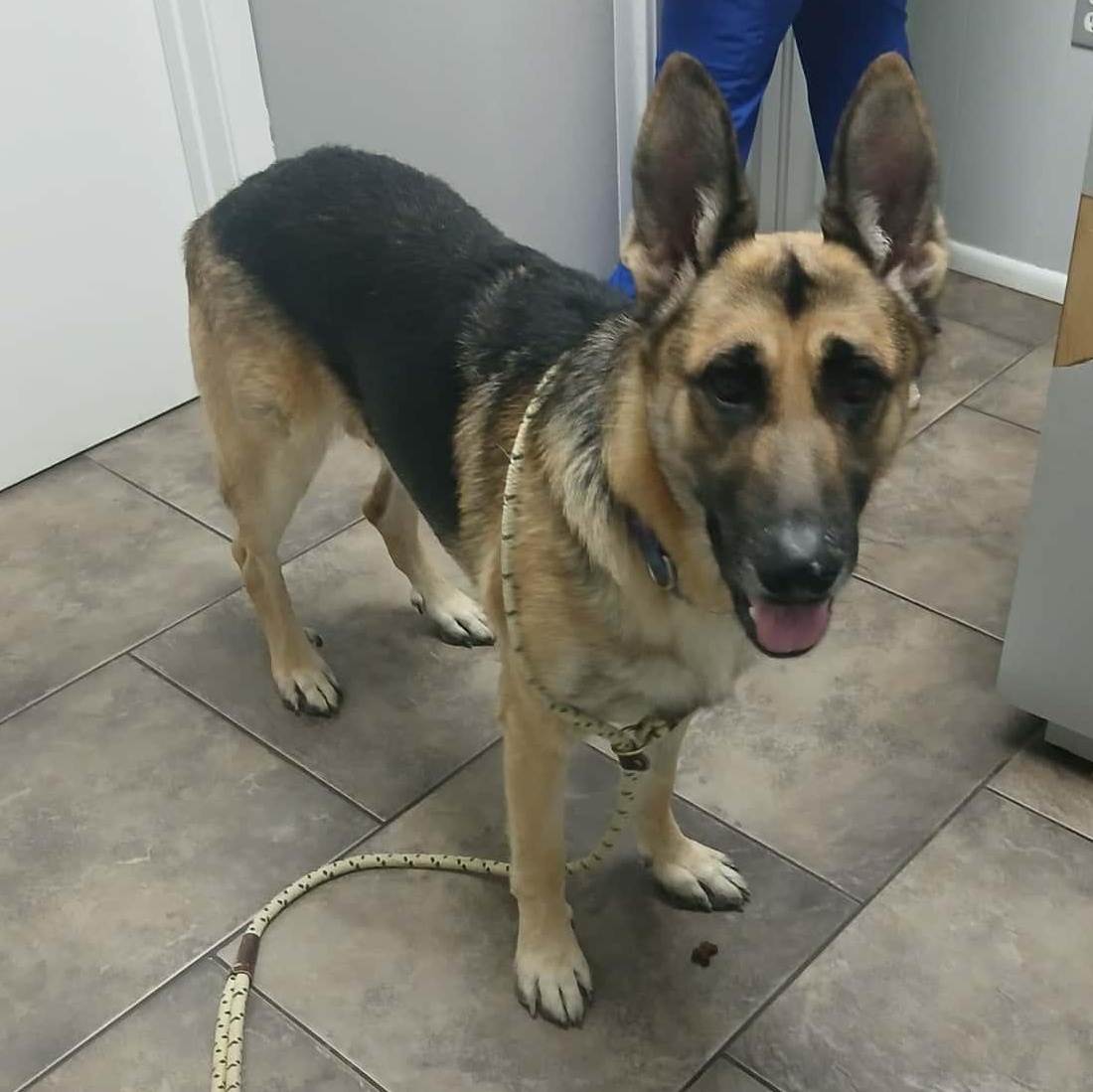 FLETCHER > Bleeding Heart Society, an adopted German Shepherd Dog in Charlotte, NC image 2/6