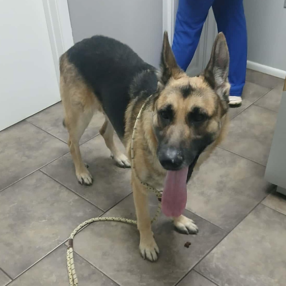 FLETCHER > Bleeding Heart Society, an adopted German Shepherd Dog in Charlotte, NC image 5/6