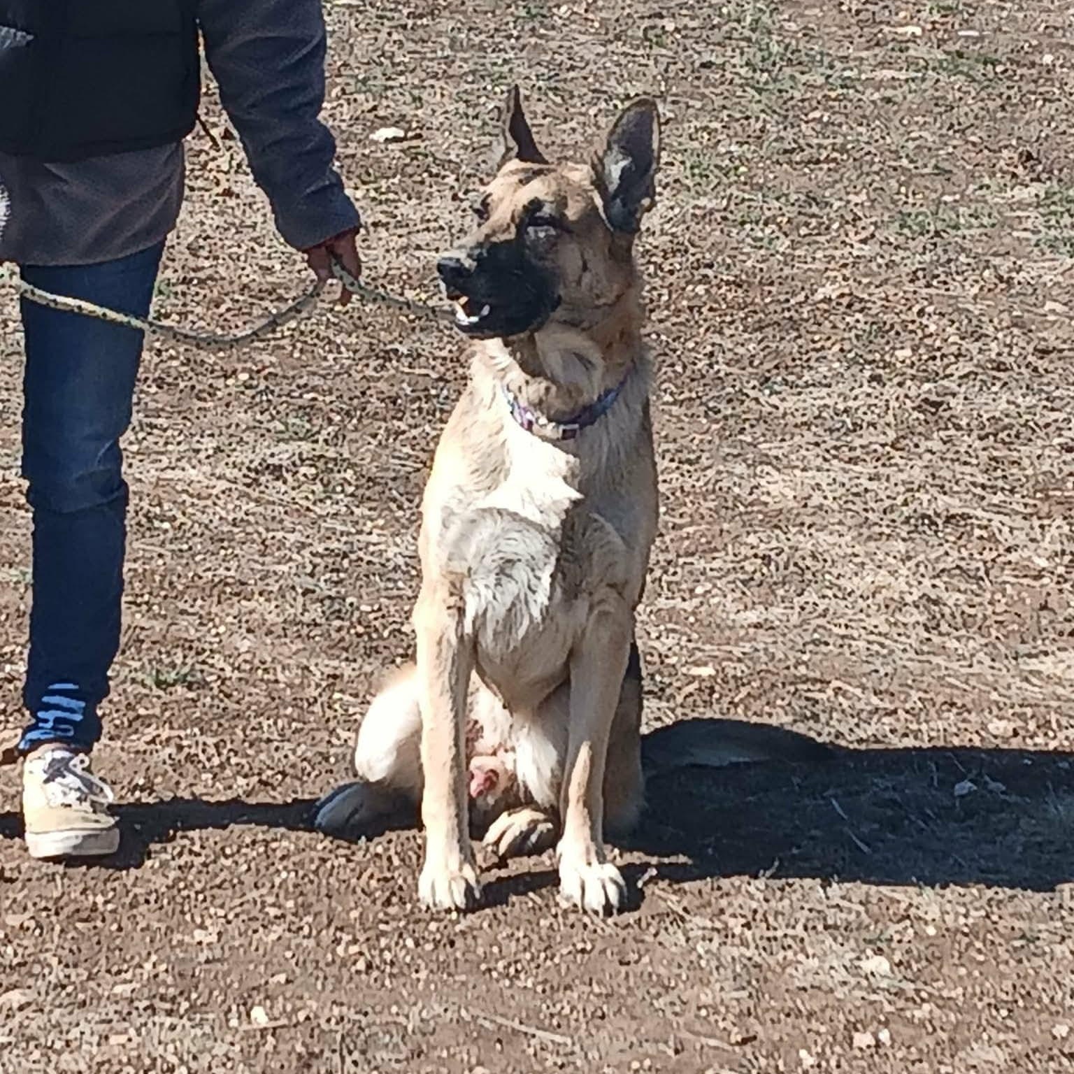 FLETCHER > Bleeding Heart Society, an adopted German Shepherd Dog in Charlotte, NC image 1/6